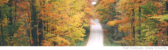 fall colours